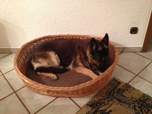 Schäferhund liegt in einem geflochtenen Hundeplatz.