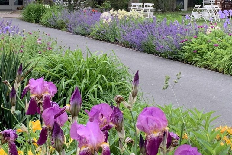 Bunte Blumenbeete mit lila und gelben Blüten entlang eines Gehwegs in einem Garten.